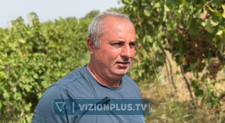 Përgjysmohen sipërfaqet me vreshta në roskovec, fermerët ankohen për çmimin e ulët që ofron tregu 2026
