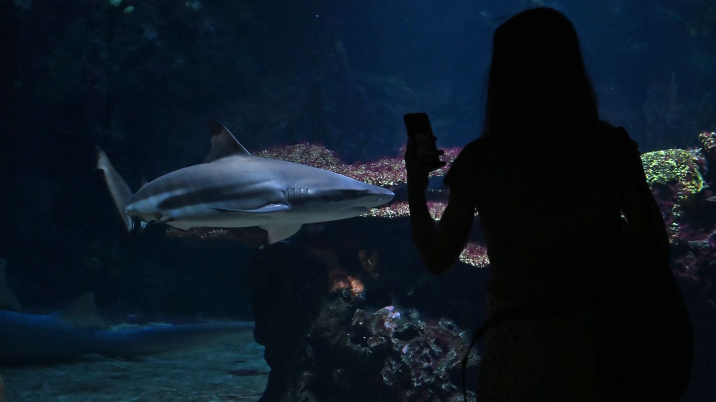 Schildkröten und schlangen: neue tiere und becken: berliner aquarium fertig saniert 2026