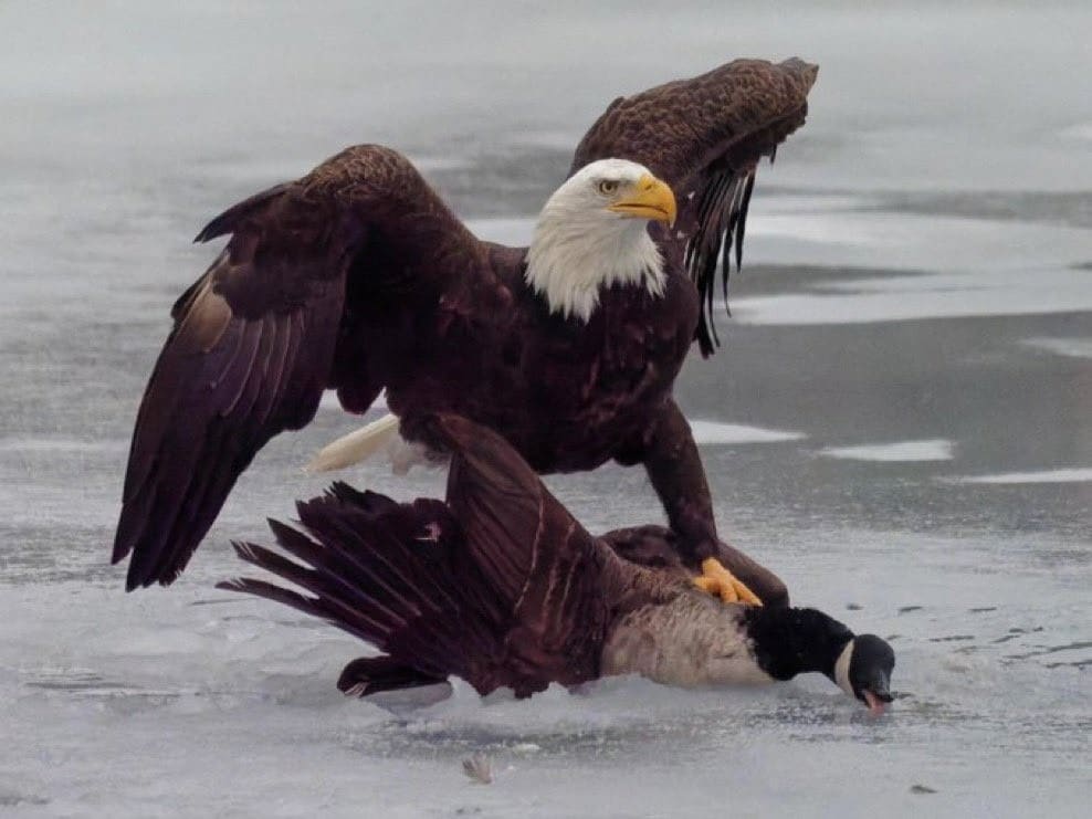 Will kanada vorführen - trump blamiert sich mit adler-foto: gans gewinnt 2026