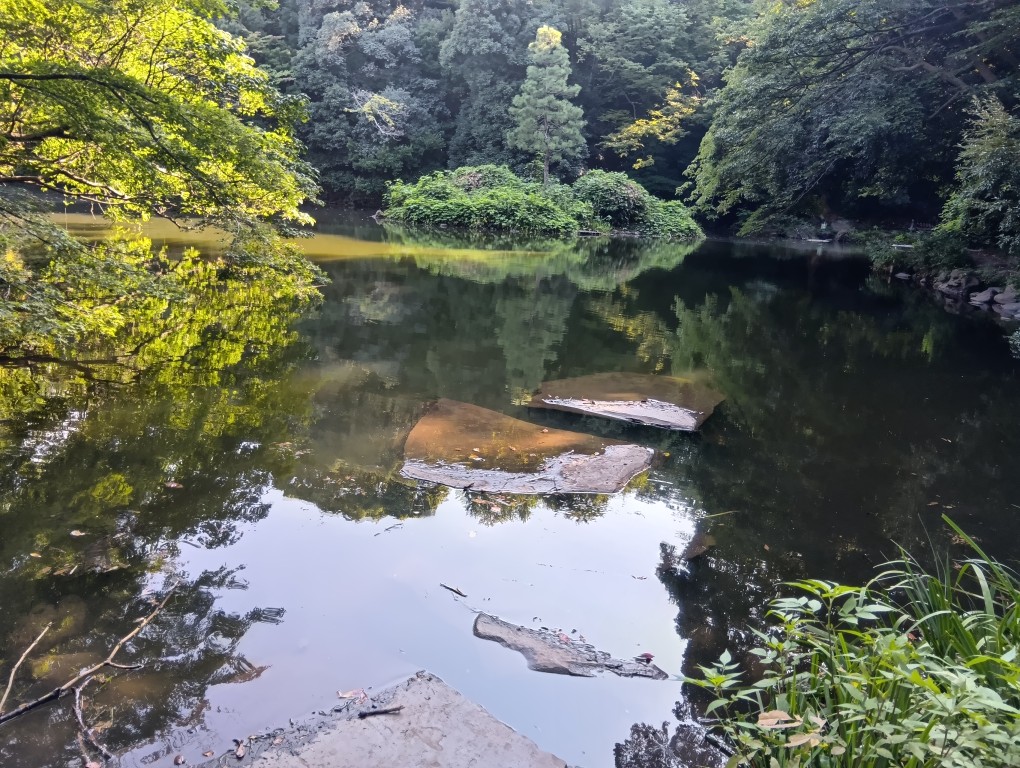 本郷キャンパスの三四郎池。意外に小さい