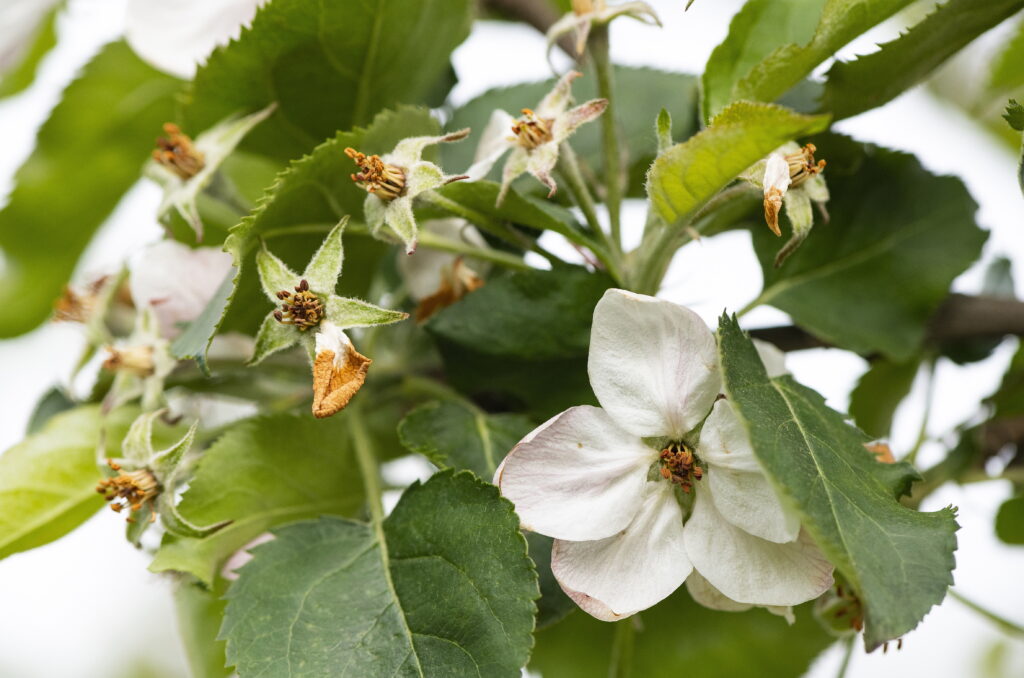 Apple Harvest Set for Worst Crop in 50 Years 2026