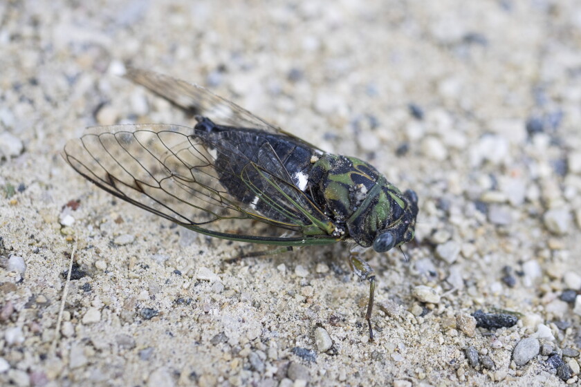 Are cicadas louder this year? 2026