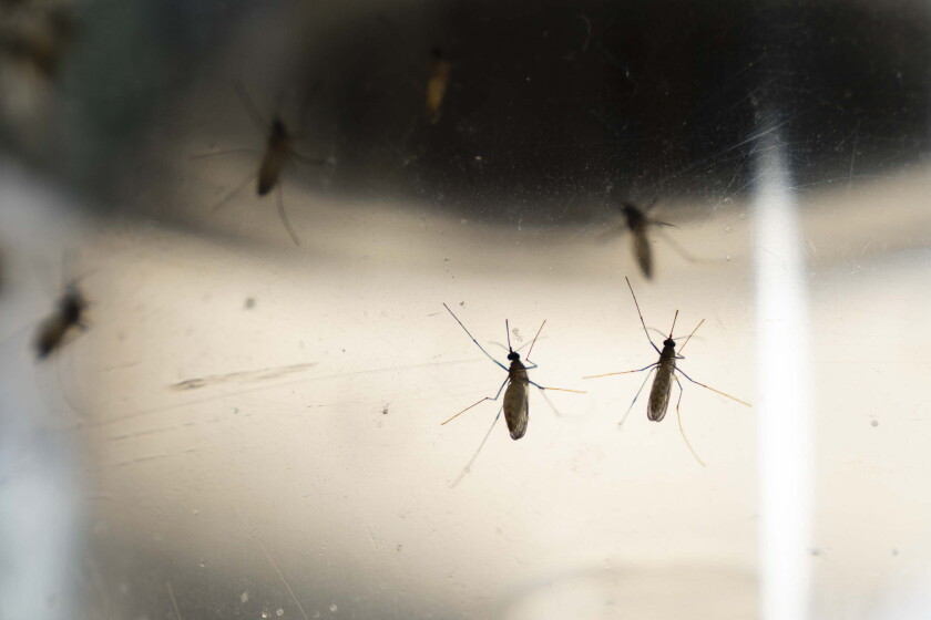 Chicago just had its first West Nile death of the year. Here’s how to protect yourself. 2026