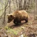 Македонија ќе учествува во генетското пребројување на кафеавата мечка 2026 - правда - юстиция Македонија ќе учествува во генетското пребројување на кафеавата мечка 2026