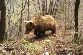 Македонија ќе учествува во генетското пребројување на кафеавата мечка 2026 - правда - юстиция Македонија ќе учествува во генетското пребројување на кафеавата мечка 2026 d0bcd0b0d0bad0b5d0b4d0bed0bdd0b8d198d0b0 d19cd0b5 d183d187d0b5d181d182d0b2d183d0b2d0b0 d0b2d0be d0b3d0b5d0bdd0b5d182d181d0bad0bed182 iustitia. Bg македонија ќе биде дел од проектот за генетско пребројување на кафеавата мечка што ќе ја опфати целата динарско-пиндска популација на ова животно, во земјите кои се протегаат... Македонија ќе учествува во генетското пребројување на кафеавата мечка 2026 2026-09-07 07:12:44 правда - юстиция