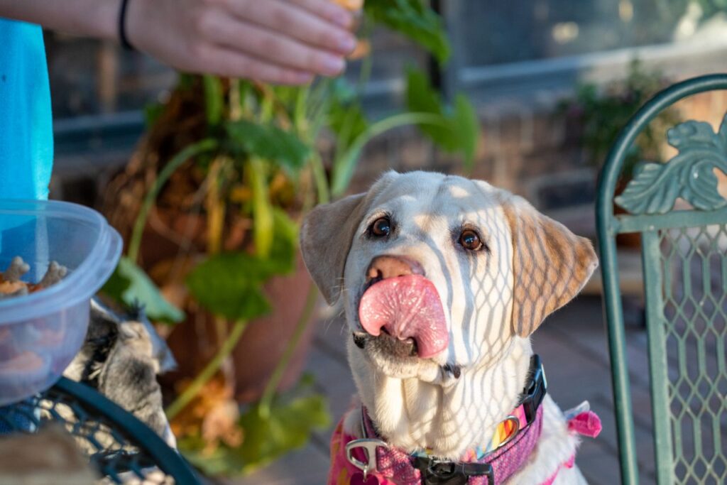 Dogs Show Surprising Human-Like Brain Activity When Resisting Temptation 2026