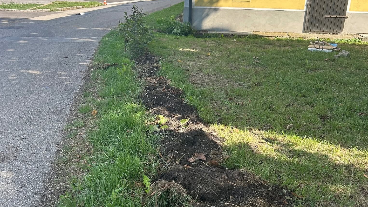 Landwirtin ratlos - ab mit der hecke: hainbuchen einfach gestohlen 2026
