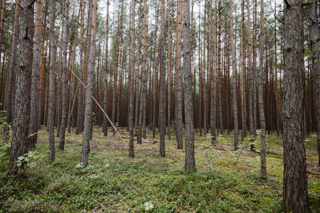 Lietuvoje – jau 975 tūkst. Hektarų privačių miškų: kodėl rekomenduojama jų nepalikti be priežiūros? 2026 - teisingumas - iustitia. Bg Lietuvoje – jau 975 tūkst. Hektarų privačių miškų: kodėl rekomenduojama jų nepalikti be priežiūros? 2026 lietuvoje jau 975 kst hektar priva kod rekomenduojama n 1 iustitia. Bg privačių miškų medynų plotas lietuvoje per dešimtmetį padidėjo beveik 71 tūkst. Hektarų. Valstybinės miškų tarnybos duomenimis, 2016 m. Pradžioje jis siekė 903,7 tūkst. , o 2026... Lietuvoje – jau 975 tūkst. Hektarų privačių miškų: kodėl rekomenduojama jų nepalikti be priežiūros? 2026 2026-09-14 12:53:53 teisingumas - iustitia. Bg