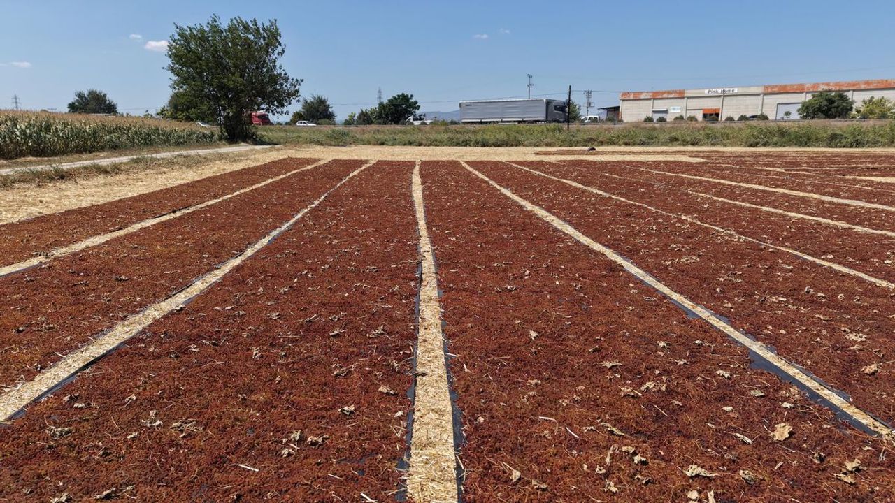 Manisa’da üzüm hasadı sürüyor: Yollar renk cümbüşüne dönüştü! 2026