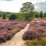 Ein weg in der westruper heide.