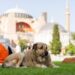 Straßenhunde in türkei eingesammelt – tierschützer alarmiert 2026 - iustitia. Bg - gerechtigkeit Straßenhunde in türkei eingesammelt – tierschützer alarmiert 2026