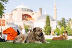Straßenhunde in türkei eingesammelt – tierschützer alarmiert 2026 - iustitia. Bg - gerechtigkeit Straßenhunde in türkei eingesammelt – tierschützer alarmiert 2026 stra enhunde rkei eingesammelt tiersch tzer alarmiert 2 verfasst von:dpa in der türkei sorgen sich tierschützer nach einer umstrittenen staatlichen aktion zur... Iustitia. Bg straßenhunde in türkei eingesammelt – tierschützer alarmiert 2026 2026-09-22 04:43:00 iustitia. Bg - gerechtigkeit