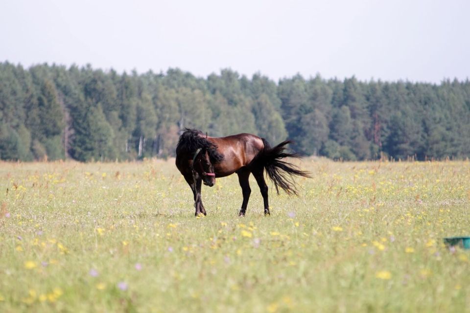 Žirgas „žemaitukų slėnio“ pievoje