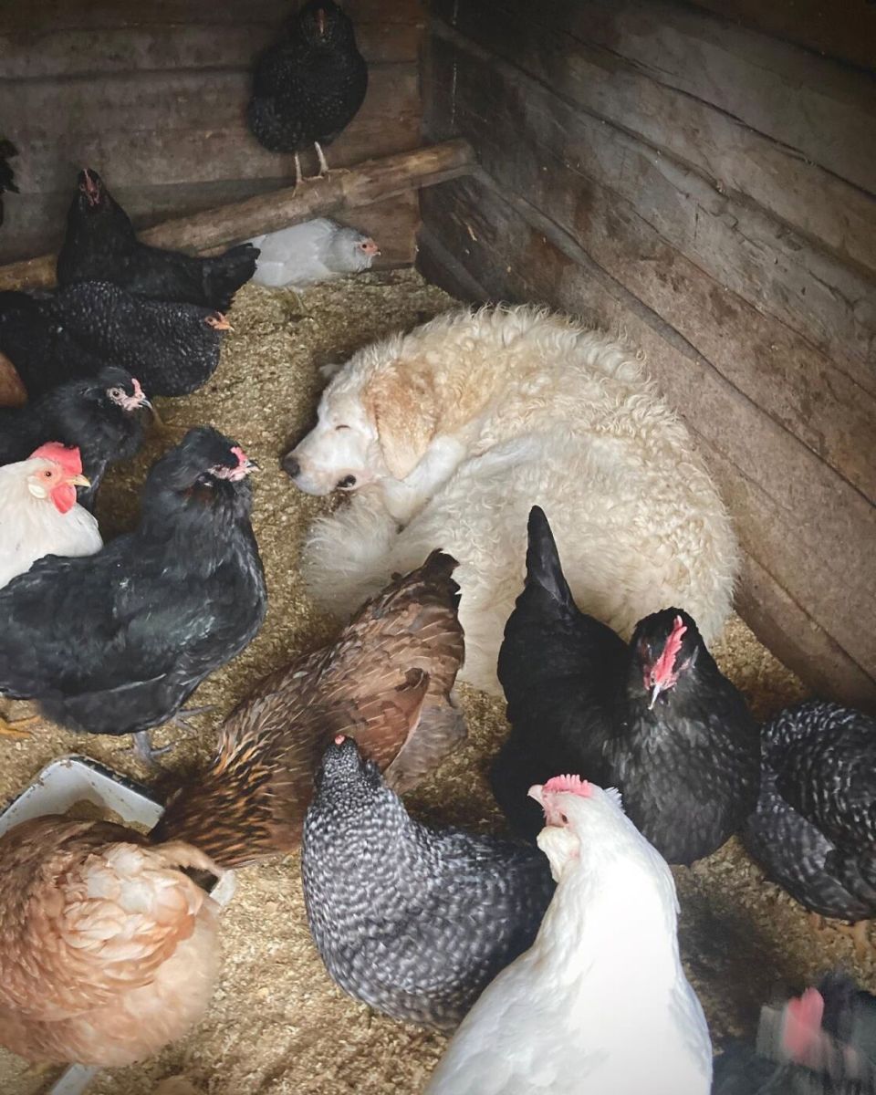 Žirgas „žemaitukų slėnio“ pievoje