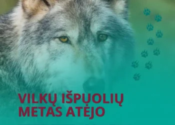 Atėjo vilkų išpuolių metas – kiek šunų prie būdų bus pasmerkti mirti šiemet? 2026