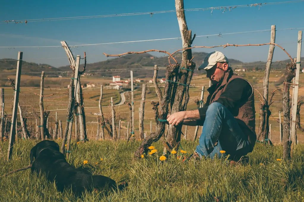 Vinska klet tedna: Čok – istrska zgodba med vinogradi in morjem 2026