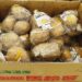 米国産生ジャガイモの輸入解禁やめよ　生産者と消費者が緊急行動　害虫侵入と価格崩壊で「国内生産は壊滅する」 2026