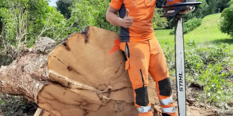 Arborists uģis ventiņš: vētras nesušas savas mācības 2026