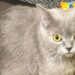 Ausgesetzte katze vor refugium: castrop-rauxeler verein kritisiert umgang mit haustieren 2026