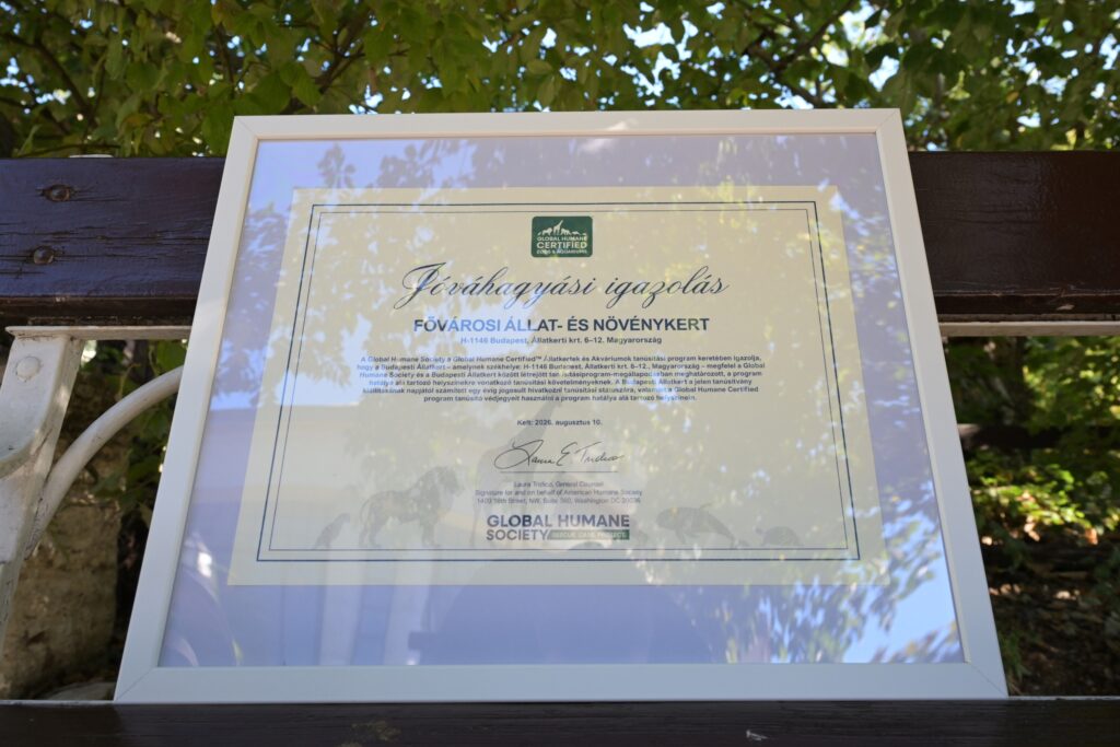 Budapest zoo budapest zoo earns global humane certification 2026 budapest zoo earns global humane certification 2026 1 budapest zoo the budapest zoo and botanical garden has been awarded the “global humane certified” designation by the american... Iustitia. Bg budapest zoo earns global humane certification 2026 2026-09-30 12:19:57 justice - iustitia. Bg budapest zoo