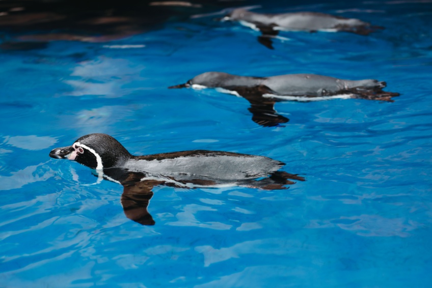 Budapest zoo takes extra measures to protect animals during summer heat waves
