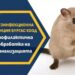 Дезинфекционната станция започва обработка на канализацията в бургас 2026 - юстиция Дезинфекционната станция започва обработка на канализацията в бургас 2026
