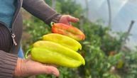 Ne dozvolite da propadne nijedna paprika: 4 načina da sačuvate poslednje plodove za celu zimu 2026 - правда - юстиция Nemci paprike sade potpuno drugačije, njihov trik oduševljava: nema kopanja ni korova, a rod bude neverovatan