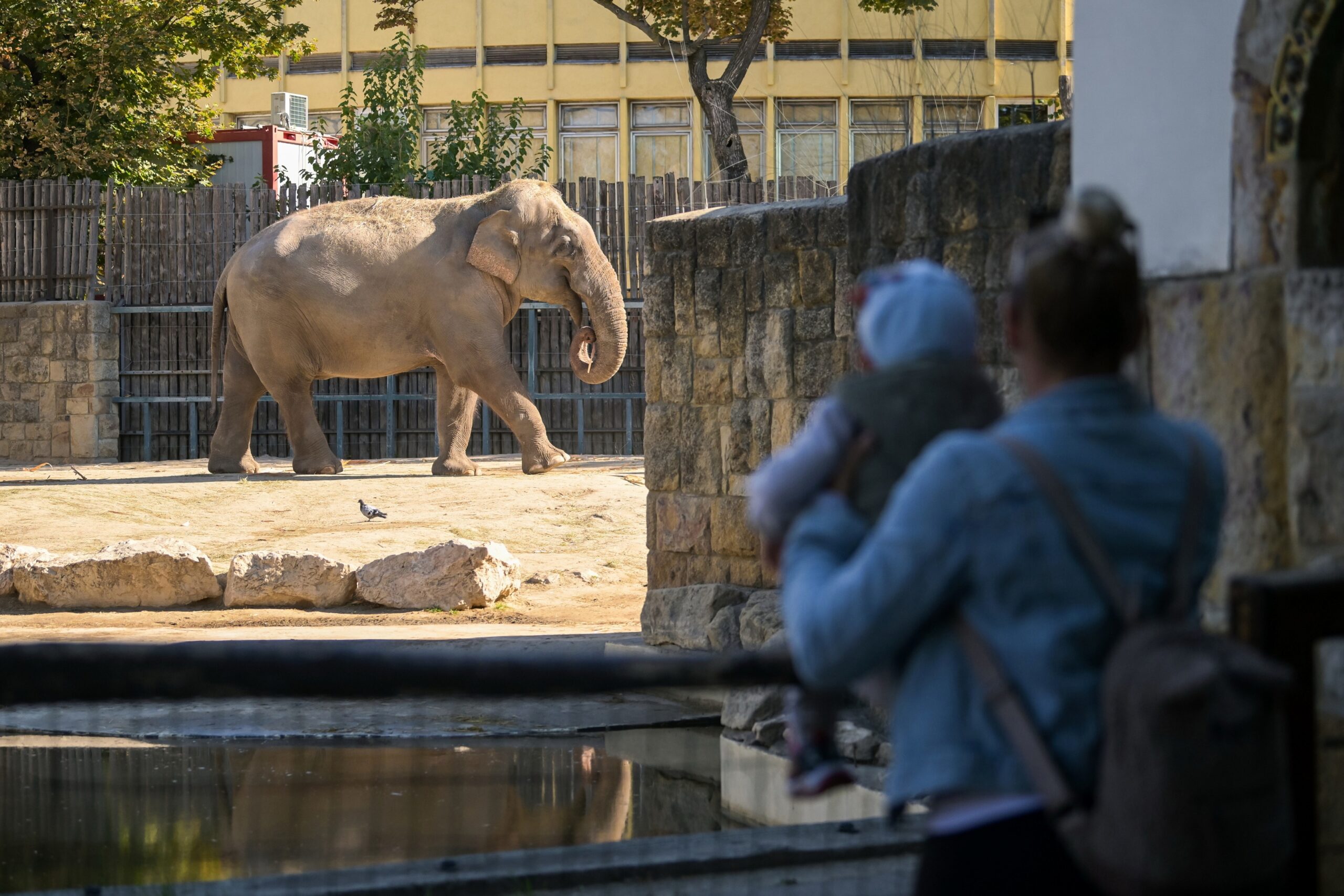 Budapest zoo earns global humane certification
