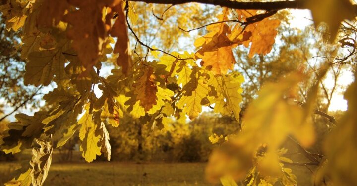 Gyula to plant 3. 5 hectares of oak forest with help from local schoolchildren 2026