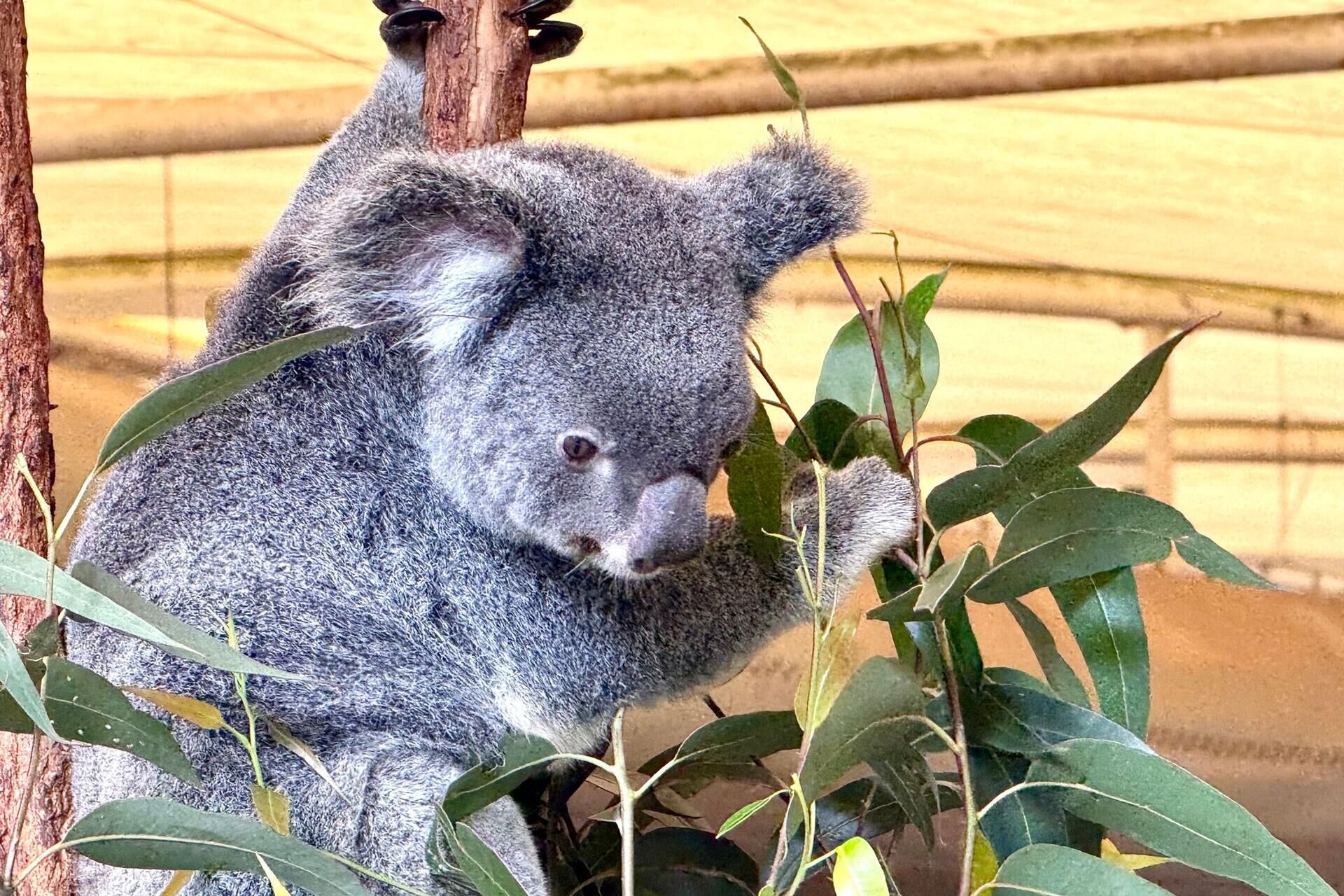 Hinter der kuschelfassade: die erstaunliche welt der koalas 2026 - iustitia. Bg - gerechtigkeit Carola frentzen dpa hinter der kuschelfassade: die erstaunliche welt der koalas 2026 hinter der kuschelfassade die erstaunliche welt der koa 1 carola frentzen dpa verfasst von:carola frentzen, dpa maximus ist ein ziemlich imposanter koala. Zehn kilo bringt der bursche auf... Iustitia. Bg hinter der kuschelfassade: die erstaunliche welt der koalas 2026 2026-10-04 07:20:00 iustitia. Bg - gerechtigkeit carola frentzen dpa