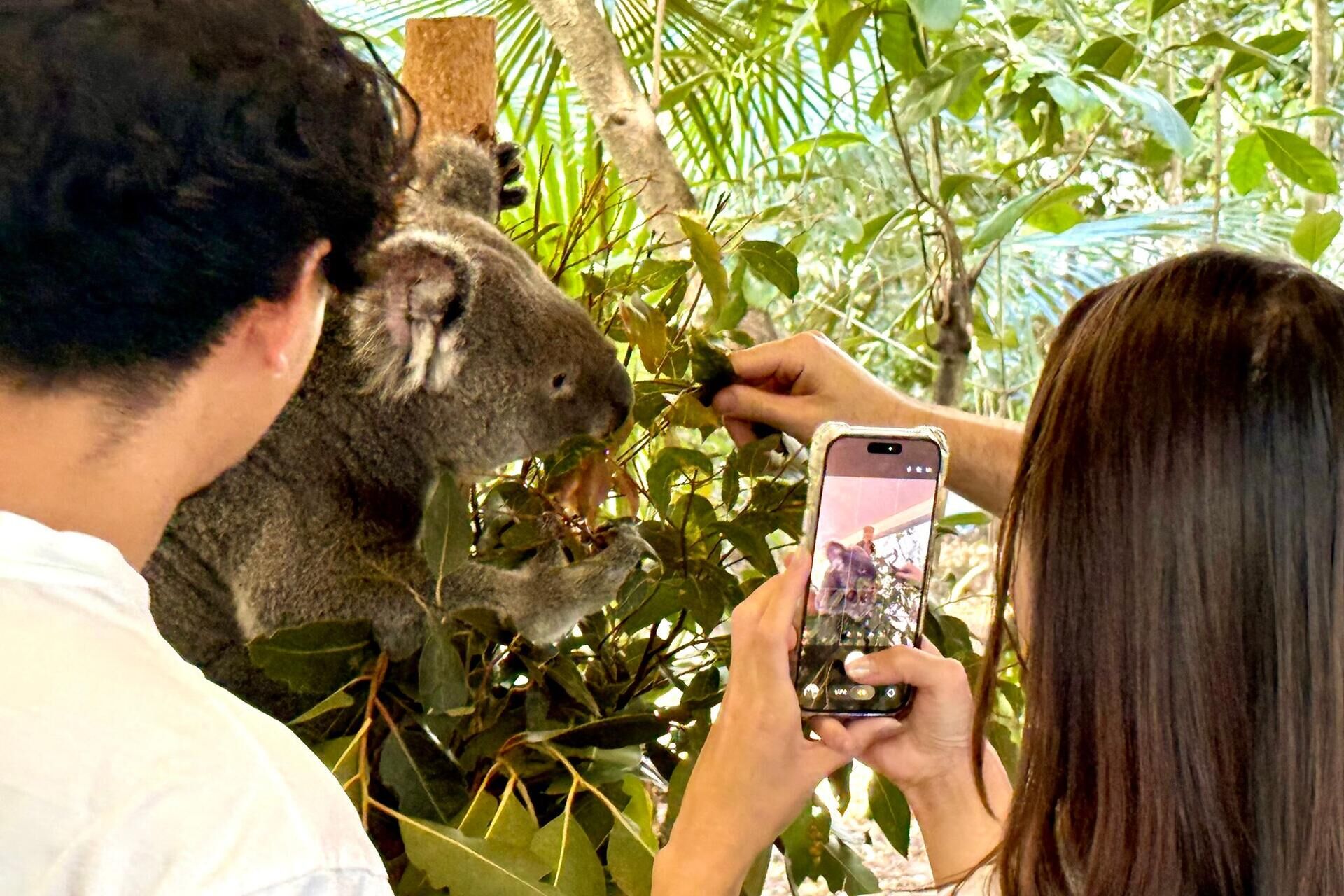 Hinter der kuschelfassade: die erstaunliche welt der koalas 2026 - iustitia. Bg - gerechtigkeit Carola frentzen dpa hinter der kuschelfassade: die erstaunliche welt der koalas 2026 hinter der kuschelfassade die erstaunliche welt der koa 3 carola frentzen dpa verfasst von:carola frentzen, dpa maximus ist ein ziemlich imposanter koala. Zehn kilo bringt der bursche auf... Iustitia. Bg hinter der kuschelfassade: die erstaunliche welt der koalas 2026 2026-10-04 07:20:00 iustitia. Bg - gerechtigkeit carola frentzen dpa