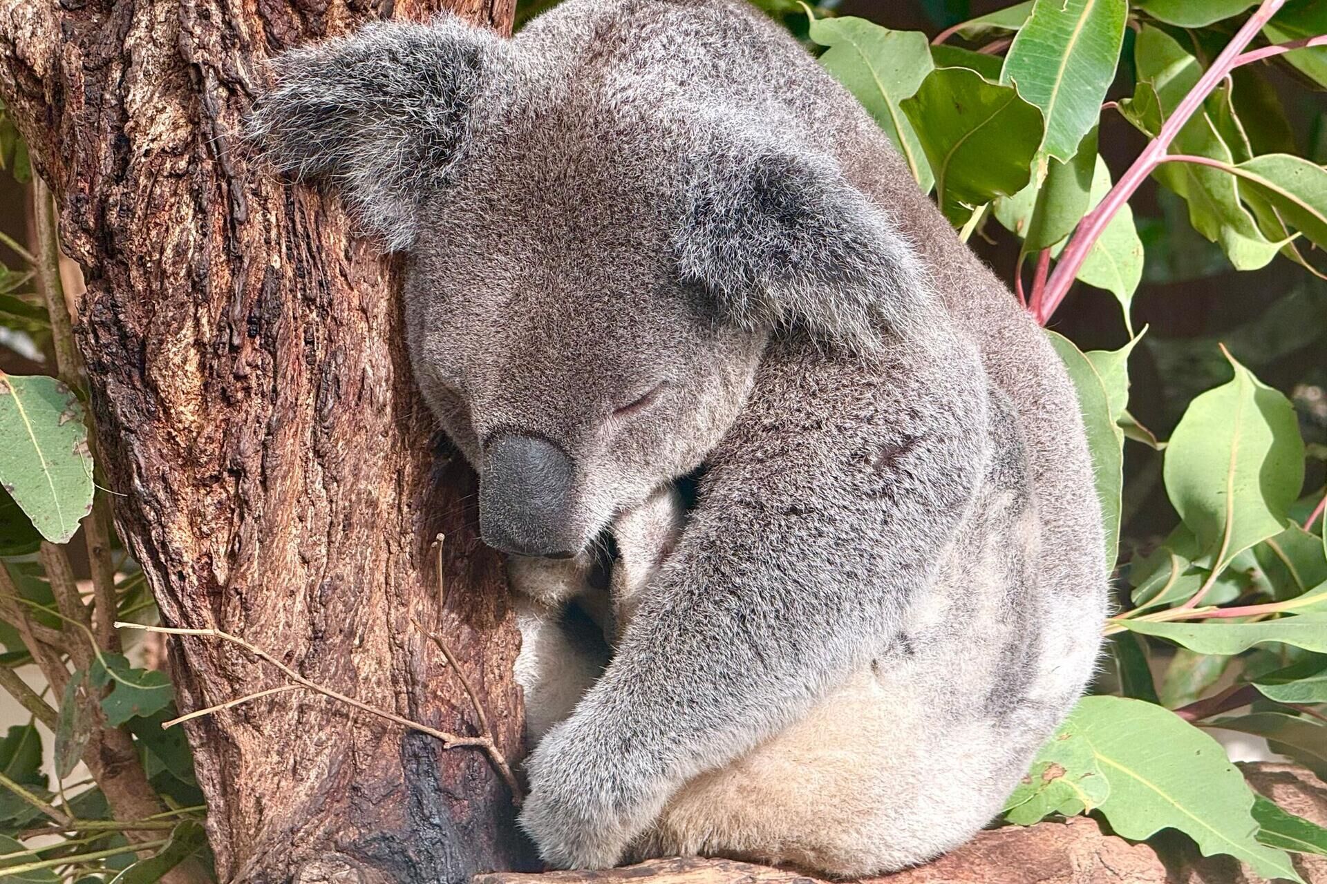 Hinter der kuschelfassade: die erstaunliche welt der koalas 2026 - iustitia. Bg - gerechtigkeit Carola frentzen dpa hinter der kuschelfassade: die erstaunliche welt der koalas 2026 hinter der kuschelfassade die erstaunliche welt der koa 4 carola frentzen dpa verfasst von:carola frentzen, dpa maximus ist ein ziemlich imposanter koala. Zehn kilo bringt der bursche auf... Iustitia. Bg hinter der kuschelfassade: die erstaunliche welt der koalas 2026 2026-10-04 07:20:00 iustitia. Bg - gerechtigkeit carola frentzen dpa