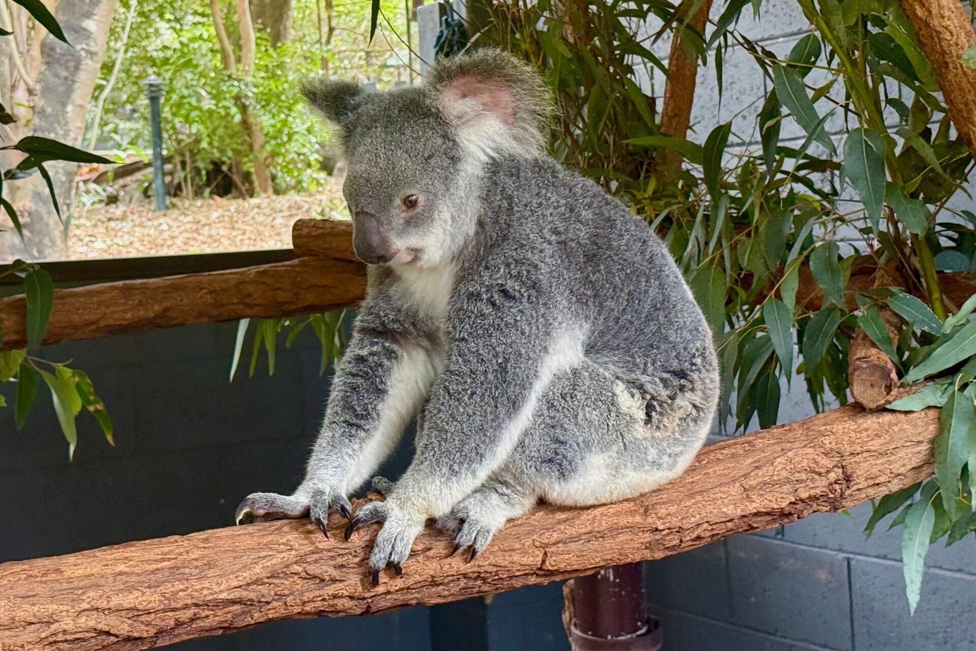 Hinter der kuschelfassade: die erstaunliche welt der koalas 2026 - iustitia. Bg - gerechtigkeit Carola frentzen dpa hinter der kuschelfassade: die erstaunliche welt der koalas 2026 hinter der kuschelfassade die erstaunliche welt der koa 6 carola frentzen dpa verfasst von:carola frentzen, dpa maximus ist ein ziemlich imposanter koala. Zehn kilo bringt der bursche auf... Iustitia. Bg hinter der kuschelfassade: die erstaunliche welt der koalas 2026 2026-10-04 07:20:00 iustitia. Bg - gerechtigkeit carola frentzen dpa