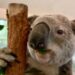 Hinter der kuschelfassade: die erstaunliche welt der koalas 2026
