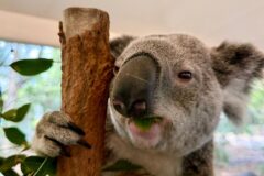 Hinter der kuschelfassade: die erstaunliche welt der koalas 2026 - iustitia. Bg - gerechtigkeit Carola frentzen dpa hinter der kuschelfassade: die erstaunliche welt der koalas 2026 hinter der kuschelfassade die erstaunliche welt der koa carola frentzen dpa verfasst von:carola frentzen, dpa maximus ist ein ziemlich imposanter koala. Zehn kilo bringt der bursche auf... Iustitia. Bg hinter der kuschelfassade: die erstaunliche welt der koalas 2026 2026-10-04 07:20:00 iustitia. Bg - gerechtigkeit carola frentzen dpa