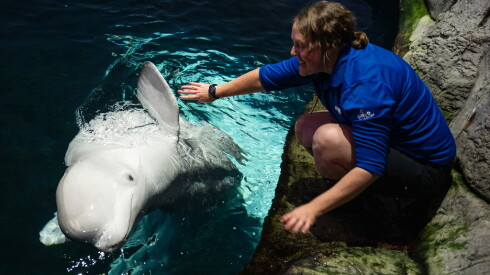 How we photographed the new baby penguins at brookfield zoo 2026 - justice Yukon, a beluga from marineland of canada, is fed and trained at the shedd aquarium.