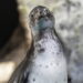 How we photographed the new baby penguins at brookfield zoo 2026