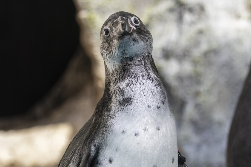 How we photographed the new baby penguins at brookfield zoo 2026 - justice Robin, a 3-month-old humboldt penguin, stands with her colony friday in their habitat inside the living coast exhibit area at brookfield zoo.
