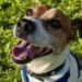 Jack russell odin sucht ein neues zuhause: hund aus dem tierheim in schwerte 2026
