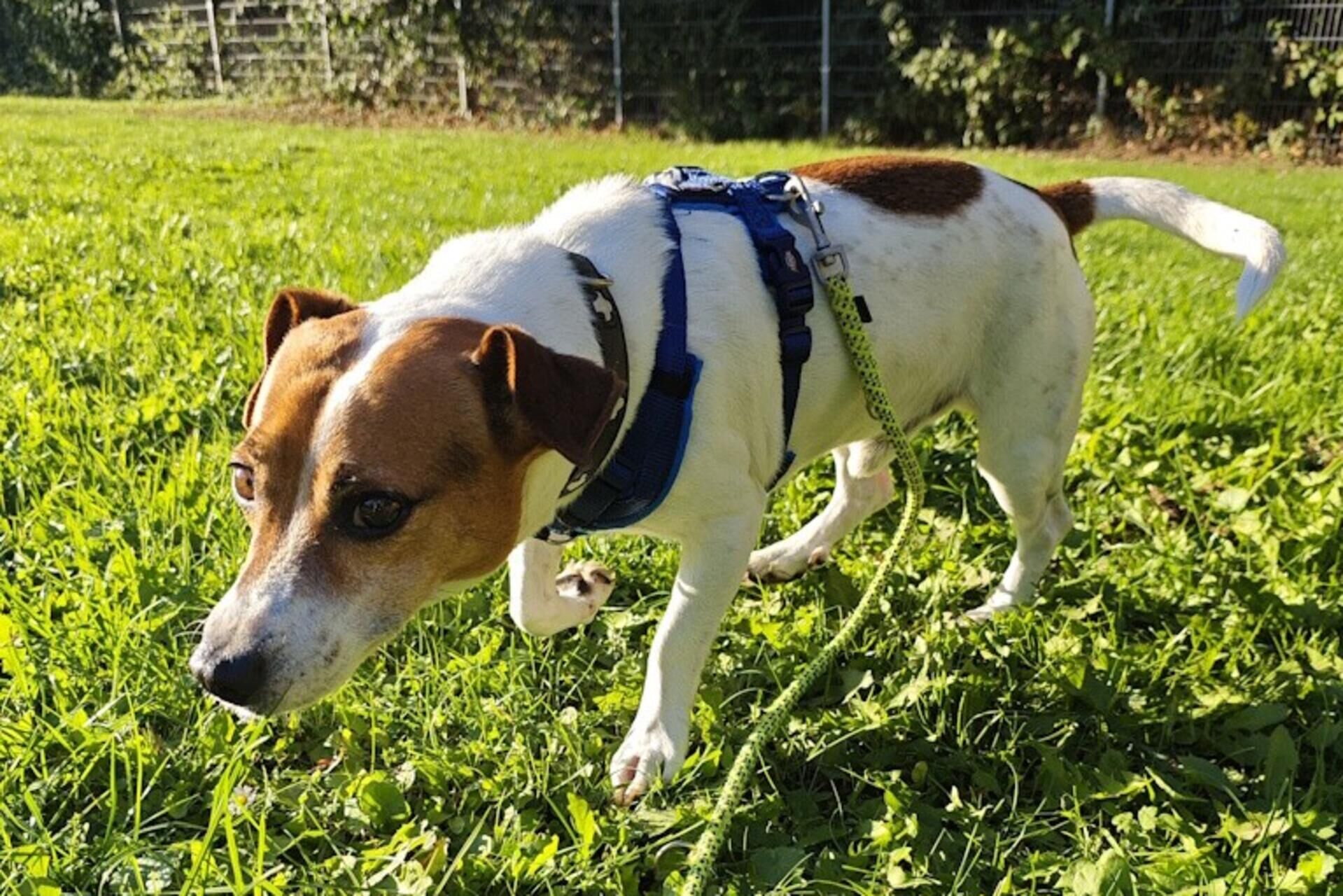 Hund odin läuft auf einer wiese.