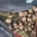 Лишен од слобода дрвокрадец во тетовско, без возачка дозвола управувал возило и превезувал огревно дрво без документација 2026