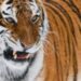 Mann stirbt in tigergehege in england 2026 - iustitia. Bg - gerechtigkeit Mann stirbt in tigergehege in england 2026