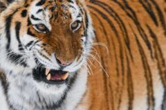 Mann stirbt in tigergehege in england 2026