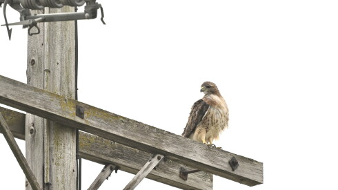 A red-tailed hawk shown last month on a utility pole in the Elmhurst area.