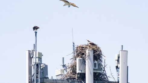 Ospreys are shown by a nest atop a cell phone tower in the Wauconda area earlier this year.