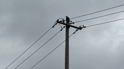 A bald eagle is shown in September atop a utility pole in the Long Grove area.
