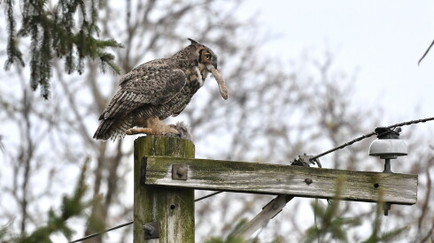 A great-horned owl eats a meal atop a utility pole in the Glenview area.