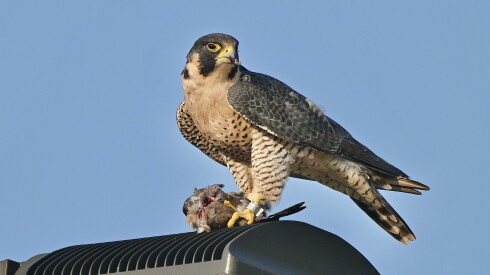 A peregrine falcon feasts atop a lamp post in the Downers Grove area.