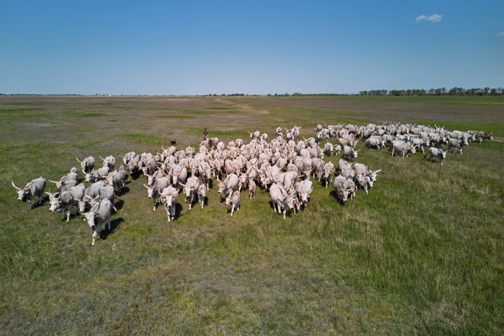 Museum of ethnography museum of ethnography to showcase the living traditions of hortobágy shepherds 2026 museum ethnography showcase the living traditions horto 1 museum of ethnography a herd of gray cattle being driven from its winter quarters to the summer pastures in hortobágy
the museum of... Iustitia. Bg museum of ethnography to showcase the living traditions of hortobágy shepherds 2026 2026-10-06 14:15:31 justice - iustitia. Bg museum of ethnography
