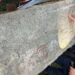 Новооткрит императорски надпис свидетелства за престижа на Акве калиде в древността 2026